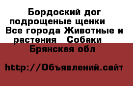 Бордоский дог подрощеные щенки.  - Все города Животные и растения » Собаки   . Брянская обл.